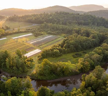 juniper farm